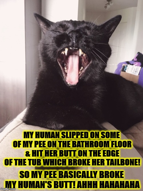 LITTLE JERK | MY HUMAN SLIPPED ON SOME OF MY PEE ON THE BATHROOM FLOOR & HIT HER BUTT ON THE EDGE OF THE TUB WHICH BROKE HER TAILBONE! SO MY PEE BASICALLY BROKE MY HUMAN'S BUTT! AHHH HAHAHAHA | image tagged in little jerk | made w/ Imgflip meme maker