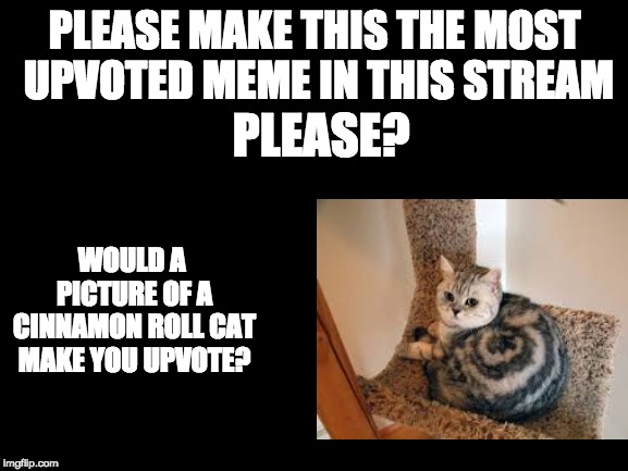 please do it |  PLEASE MAKE THIS THE MOST UPVOTED MEME IN THIS STREAM; PLEASE? WOULD A PICTURE OF A CINNAMON ROLL CAT MAKE YOU UPVOTE? | image tagged in blank white template,begging for upvotes | made w/ Imgflip meme maker