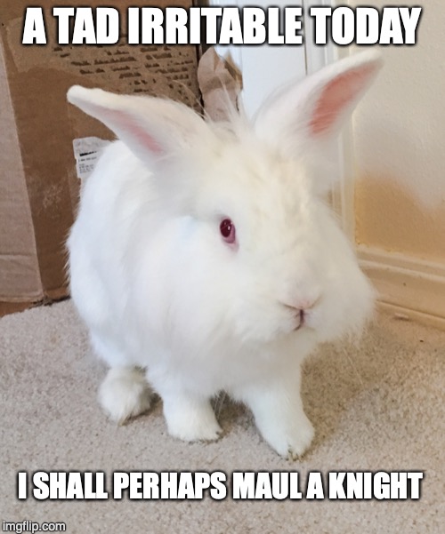 Beware: Vicious Rabbit | A TAD IRRITABLE TODAY; I SHALL PERHAPS MAUL A KNIGHT | image tagged in animals,bunnies,rabbits,monty python | made w/ Imgflip meme maker