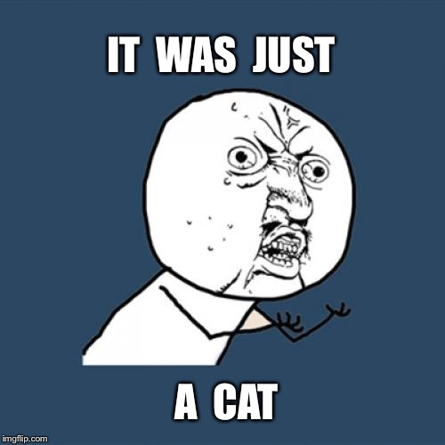 Y U No Meme | IT  WAS  JUST; A  CAT | image tagged in memes,y u no,grumpy cat,grumpy cat not amused | made w/ Imgflip meme maker