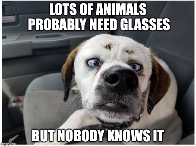 Bad eyesight dog | LOTS OF ANIMALS PROBABLY NEED GLASSES; BUT NOBODY KNOWS IT | image tagged in funny memes,dogs,pets,imgflip,eyes | made w/ Imgflip meme maker