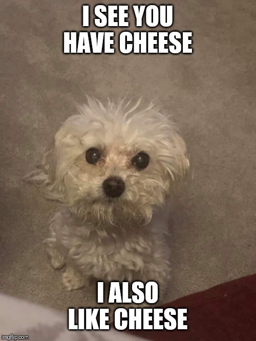 Dog wants cheese | I SEE YOU HAVE CHEESE; I ALSO LIKE CHEESE | image tagged in dogs | made w/ Imgflip meme maker