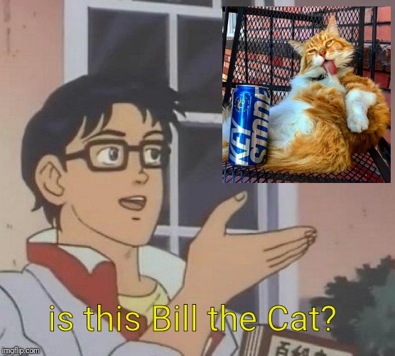 Is This A Pigeon | is this Bill the Cat? | image tagged in memes,is this a pigeon | made w/ Imgflip meme maker