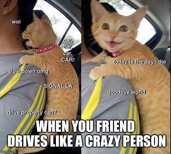 WHEN YOU FRIEND DRIVES LIKE A CRAZY PERSON | image tagged in cats,crazy cat | made w/ Imgflip meme maker