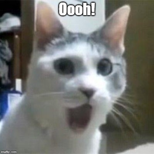 Shocked Cat | Oooh! | image tagged in shocked cat | made w/ Imgflip meme maker