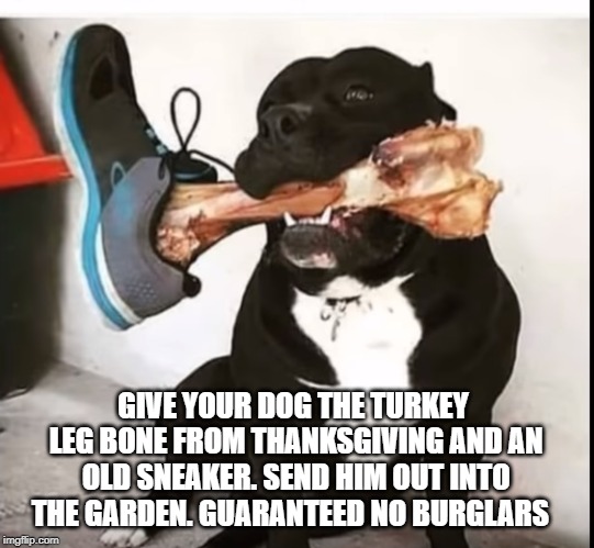anyone seen the postman today ? | GIVE YOUR DOG THE TURKEY LEG BONE FROM THANKSGIVING AND AN OLD SNEAKER. SEND HIM OUT INTO THE GARDEN. GUARANTEED NO BURGLARS | image tagged in bone,dog | made w/ Imgflip meme maker