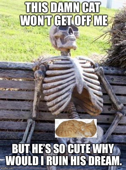 Waiting Skeleton | THIS DAMN CAT WON’T GET OFF ME; BUT HE’S SO CUTE WHY WOULD I RUIN HIS DREAM. | image tagged in memes,waiting skeleton | made w/ Imgflip meme maker