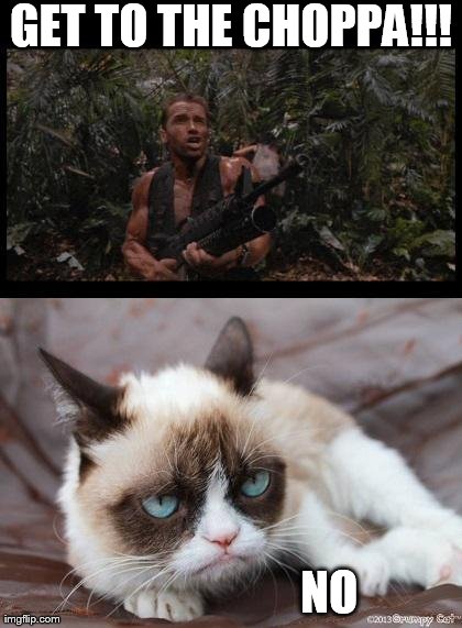 Image tagged in memes,grumpy cat,arnold schwarzenegger - Imgflip