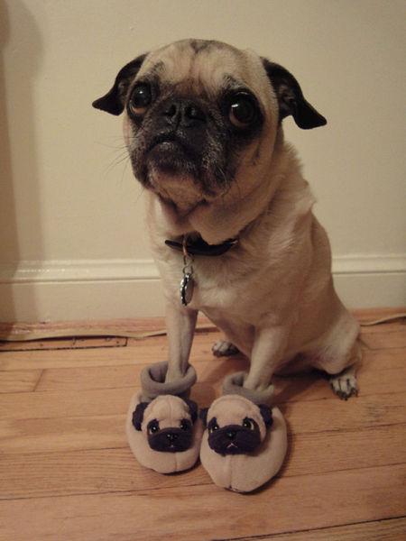 image tagged in animals,dogs