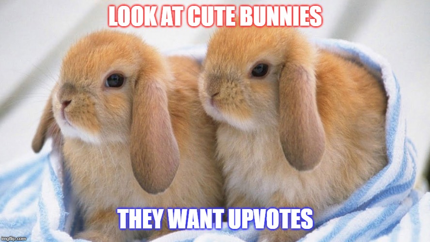 LOOK AT CUTE BUNNIES; THEY WANT UPVOTES | made w/ Imgflip meme maker