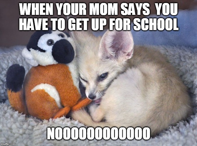 WHEN YOUR MOM SAYS  YOU HAVE TO GET UP FOR SCHOOL; NOOOOOOOOOOOO | image tagged in funny | made w/ Imgflip meme maker