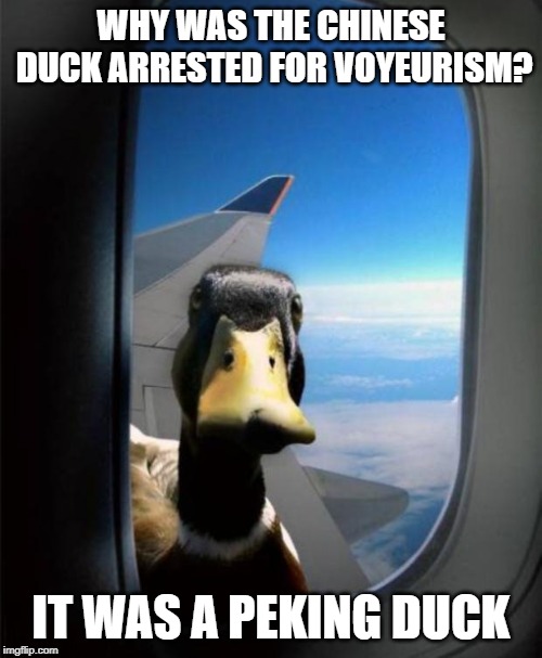Plain duck. | WHY WAS THE CHINESE DUCK ARRESTED FOR VOYEURISM? IT WAS A PEKING DUCK | image tagged in duck on plane wing,bad jokes,puns | made w/ Imgflip meme maker