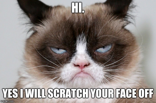 grumpy cat | HI. YES I WILL SCRATCH YOUR FACE OFF | image tagged in grumpy cat | made w/ Imgflip meme maker