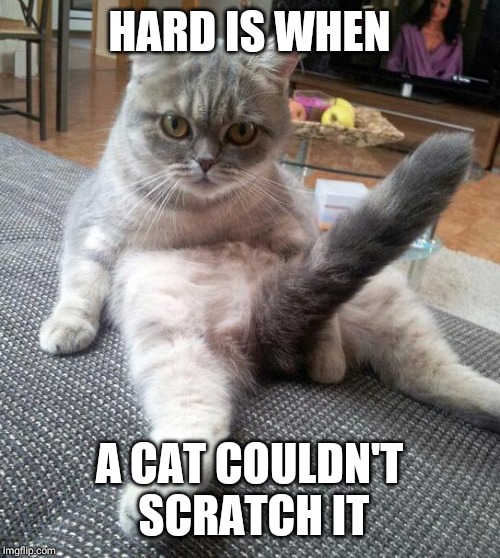 Sexy Cat Meme | HARD IS WHEN; A CAT COULDN'T SCRATCH IT | image tagged in memes,sexy cat | made w/ Imgflip meme maker