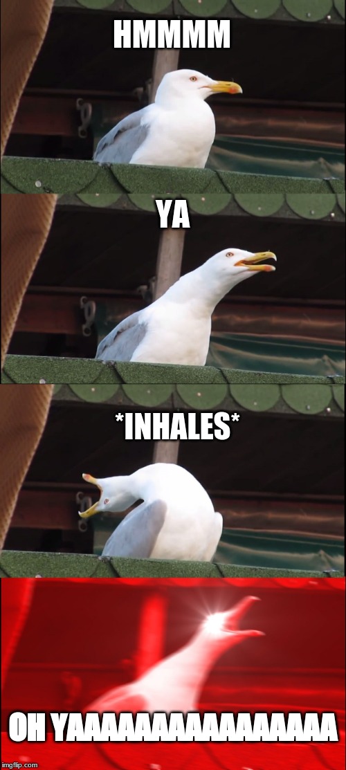 Inhaling Seagull Meme | HMMMM; YA; *INHALES*; OH YAAAAAAAAAAAAAAAA | image tagged in memes,inhaling seagull | made w/ Imgflip meme maker