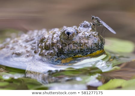 fly sitting on the  frog Blank Meme Template