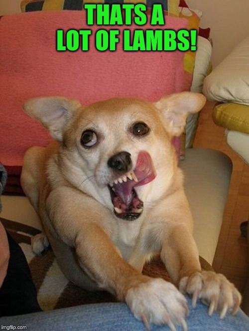 Weird Doggo | THATS A LOT OF LAMBS! | image tagged in weird doggo | made w/ Imgflip meme maker
