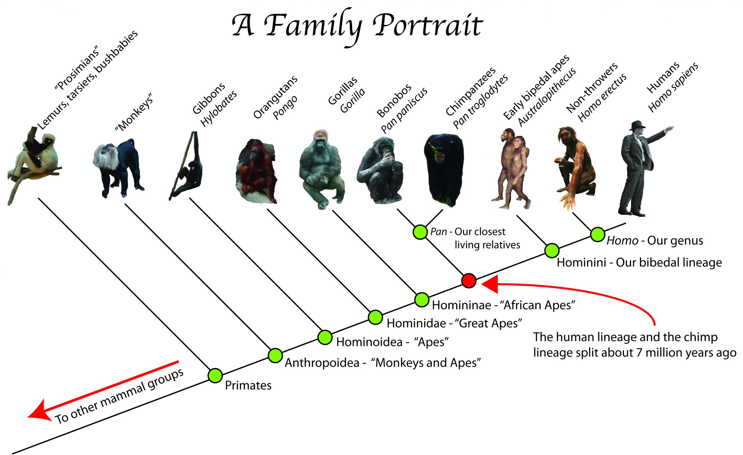 Evolution Ape Family Tree Blank Meme Template