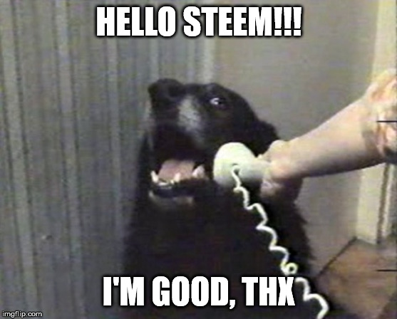 hello this is dog | HELLO STEEM!!! I'M GOOD, THX | image tagged in hello this is dog | made w/ Imgflip meme maker