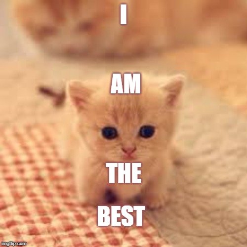 THE BEST! | I; AM; THE; BEST | image tagged in cute cat | made w/ Imgflip meme maker