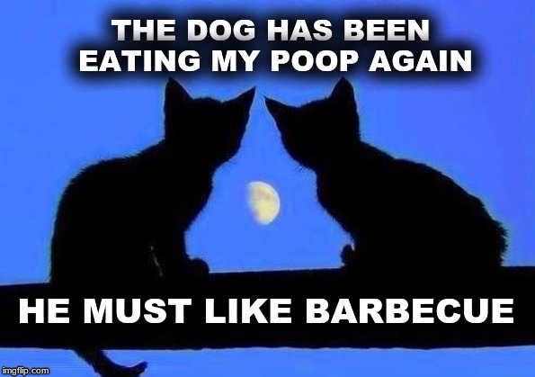 It's all in the sauce | THE DOG HAS BEEN EATING MY POOP AGAIN; HE MUST LIKE BARBECUE | image tagged in kitties and the moon,poop,barbecue,dog,what if i told you | made w/ Imgflip meme maker