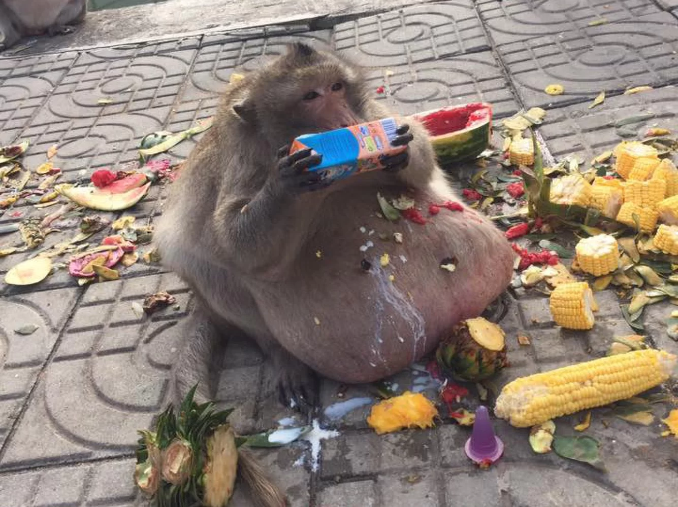 High Quality Fat Thai Monkey Blank Meme Template