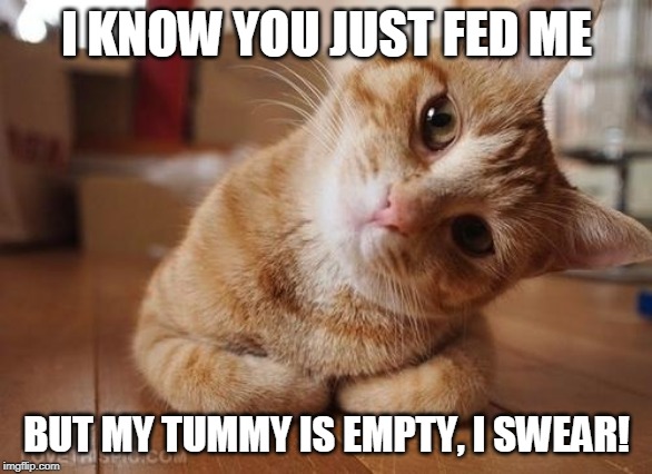 Curious Question Cat | I KNOW YOU JUST FED ME; BUT MY TUMMY IS EMPTY, I SWEAR! | image tagged in curious question cat | made w/ Imgflip meme maker