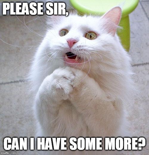 Begging Cat |  PLEASE SIR, CAN I HAVE SOME MORE? | image tagged in begging cat | made w/ Imgflip meme maker