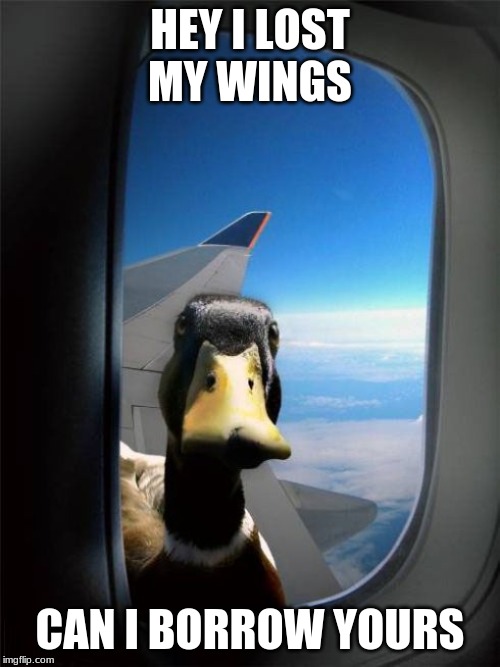 Let Me In Duck | HEY I LOST MY WINGS; CAN I BORROW YOURS | image tagged in let me in duck | made w/ Imgflip meme maker