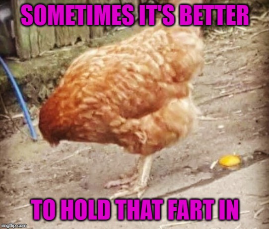 Don't take the risk!!!! | SOMETIMES IT'S BETTER; TO HOLD THAT FART IN | image tagged in chicken,memes,farting,funny,egg squirt,hold it in | made w/ Imgflip meme maker
