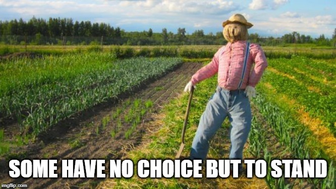 Scarecrow in field | SOME HAVE NO CHOICE BUT TO STAND | image tagged in scarecrow in field | made w/ Imgflip meme maker