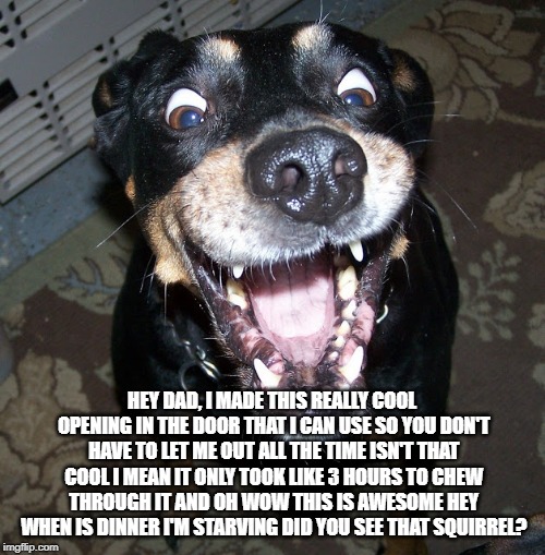 Excited dog | HEY DAD, I MADE THIS REALLY COOL OPENING IN THE DOOR THAT I CAN USE SO YOU DON'T HAVE TO LET ME OUT ALL THE TIME ISN'T THAT COOL I MEAN IT O | image tagged in excited dog | made w/ Imgflip meme maker