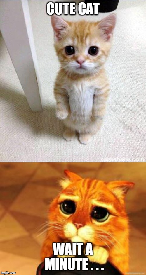 CUTE CAT; WAIT A MINUTE . . . | image tagged in memes,cute cat | made w/ Imgflip meme maker