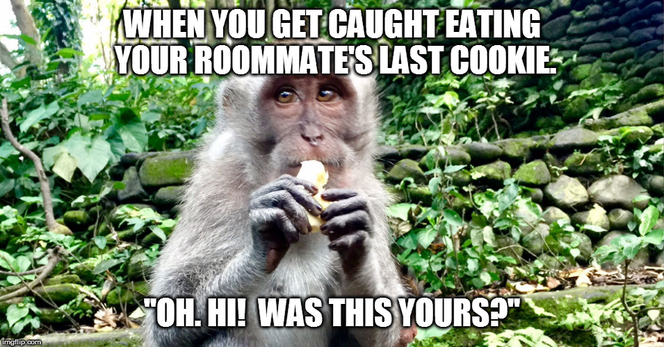 monkey cookie | WHEN YOU GET CAUGHT EATING YOUR ROOMMATE'S LAST COOKIE. "OH. HI!  WAS THIS YOURS?" | image tagged in monkey cookie | made w/ Imgflip meme maker