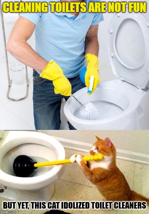 Toilet Catners/Cleaners | CLEANING TOILETS ARE NOT FUN; BUT YET, THIS CAT IDOLIZED TOILET CLEANERS | image tagged in cats,funny cats | made w/ Imgflip meme maker
