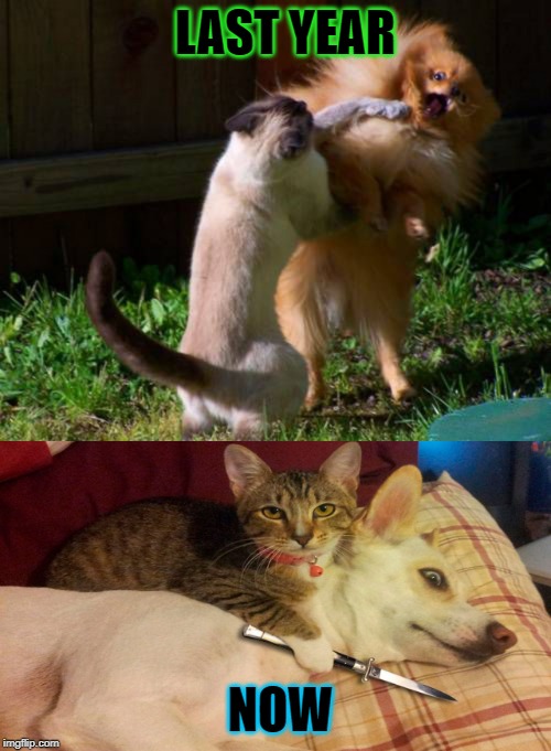 Knifed Cat | LAST YEAR; NOW | image tagged in cats,funny cats,memes,killer cats,cats vs dog | made w/ Imgflip meme maker
