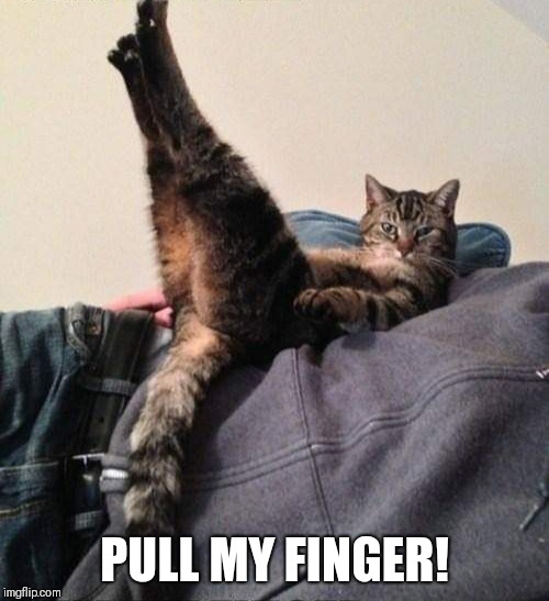 Feline farts? | PULL MY FINGER! | image tagged in funny cat,funny farts,pull my finger | made w/ Imgflip meme maker