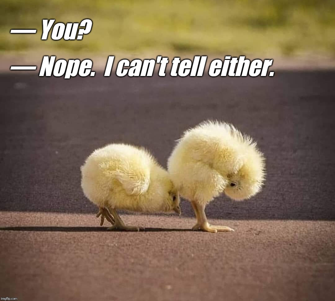 Gallus gallus domesticus curiosum | — You? — Nope.  I can't tell either. | image tagged in memes,funny,cute,chicks,cute animals,sexuality | made w/ Imgflip meme maker