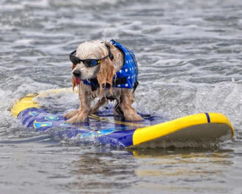 image tagged in funny,animals,dogs