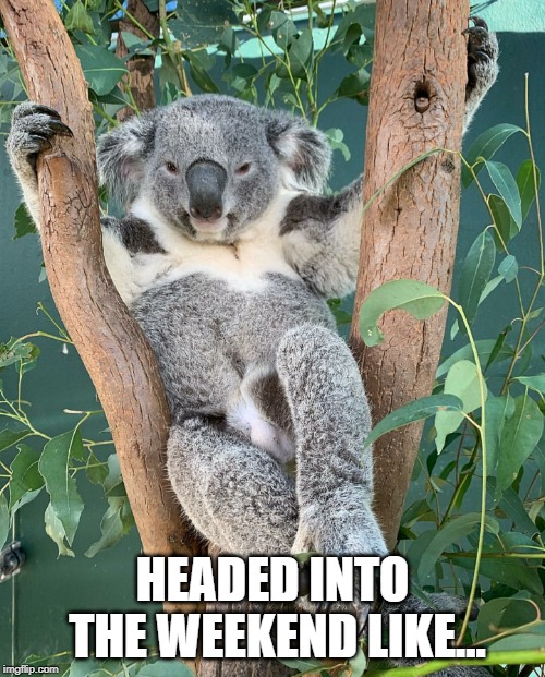 Relaxed Koala | HEADED INTO THE WEEKEND LIKE... | image tagged in relaxed koala | made w/ Imgflip meme maker