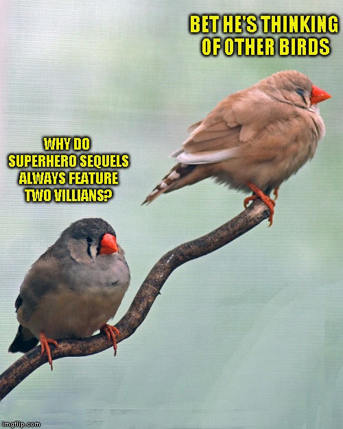 Might be funny later, IDK | BET HE'S THINKING OF OTHER BIRDS; WHY DO SUPERHERO SEQUELS ALWAYS FEATURE TWO VILLIANS? | image tagged in birds,i wonder that too | made w/ Imgflip meme maker