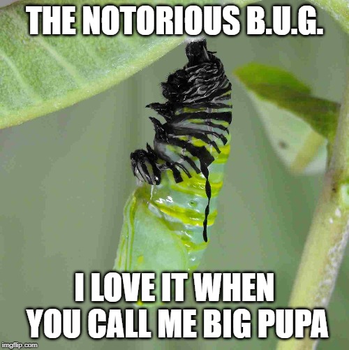 The Notorious B.U.G. | THE NOTORIOUS B.U.G. I LOVE IT WHEN YOU CALL ME BIG PUPA | image tagged in biggy smalls,biggie,caterpillar,bugs,science,the notorious big | made w/ Imgflip meme maker