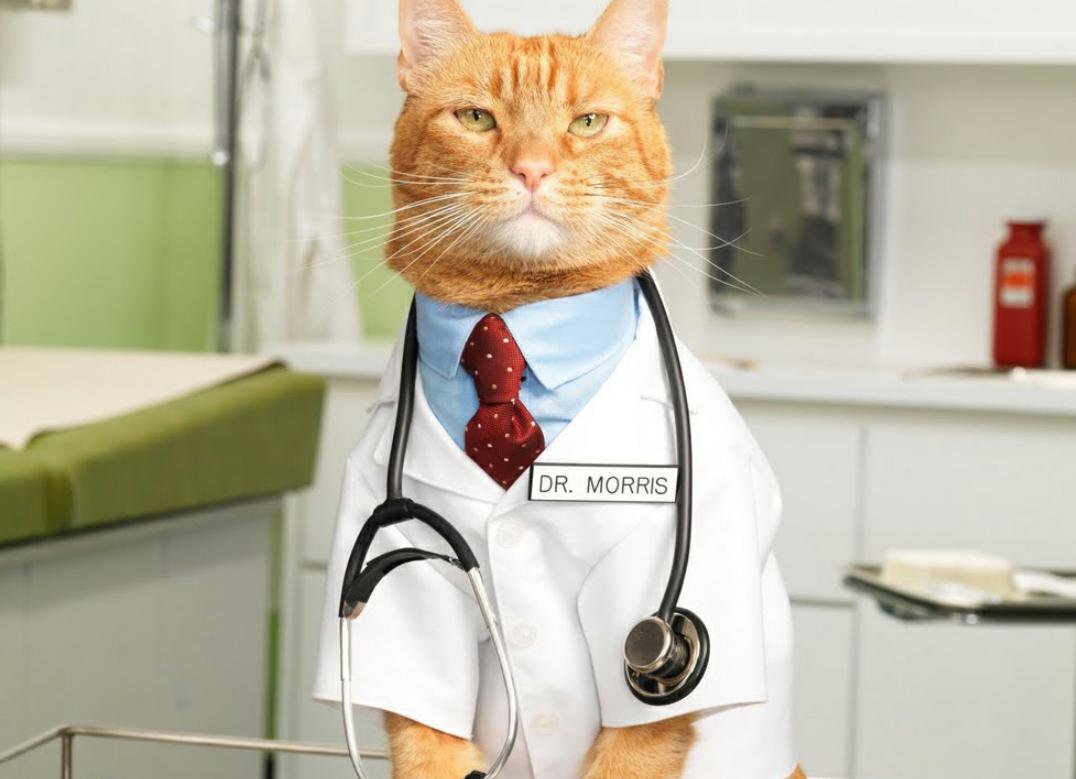 SARCASTIC DR. CAT Blank Meme Template