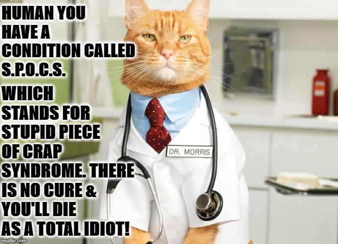SARCASTIC DR. CAT | HUMAN YOU HAVE A CONDITION CALLED S.P.O.C.S. WHICH STANDS FOR STUPID PIECE OF CRAP SYNDROME. THERE IS NO CURE & YOU'LL DIE AS A TOTAL IDIOT! | image tagged in sarcastic dr cat | made w/ Imgflip meme maker