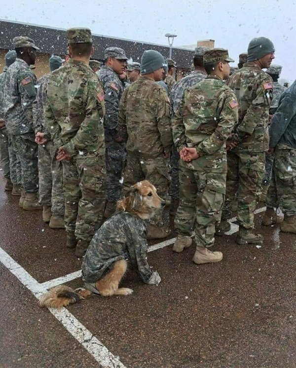 High Quality army dog Blank Meme Template