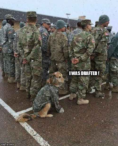 army dog | I WAS DRAFTED ! | image tagged in army dog | made w/ Imgflip meme maker