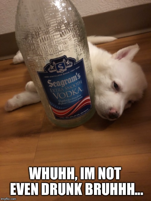 I’m not drunk bruh... | WHUHH, IM NOT EVEN DRUNK BRUHHH... | image tagged in drunk,drinking,puppy,vodka,hilarious,funny dogs | made w/ Imgflip meme maker