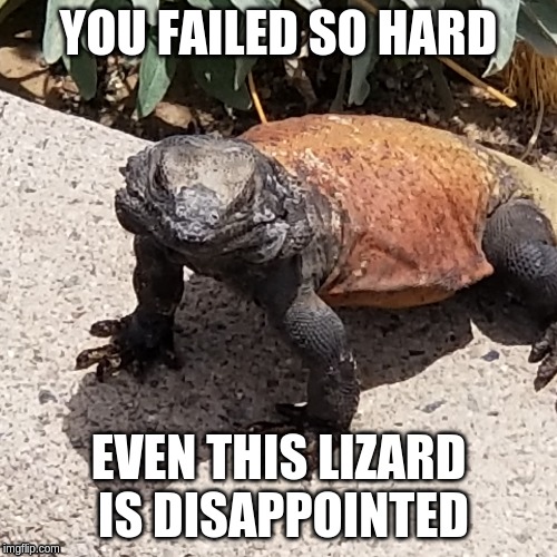 Disappointed lizard | YOU FAILED SO HARD; EVEN THIS LIZARD IS DISAPPOINTED | image tagged in fail,disappointed,disappointment,lizard | made w/ Imgflip meme maker