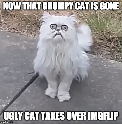 Ugly cat takes over imgflip | NOW THAT GRUMPY CAT IS GONE; UGLY CAT TAKES OVER IMGFLIP | image tagged in grumpy cat,cats,fun | made w/ Imgflip meme maker