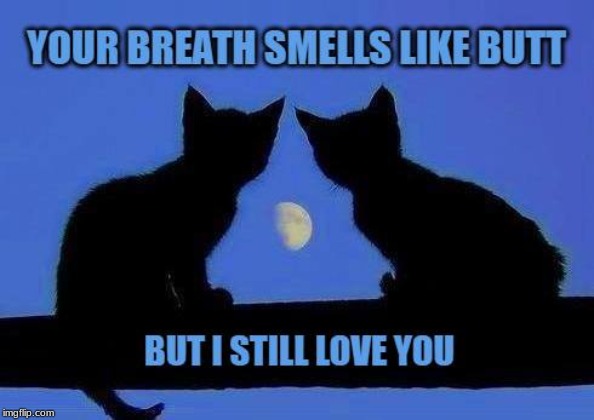 image tagged in butt,smells,smelly,i love you,i love cats | made w/ Imgflip meme maker